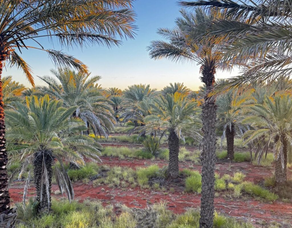Date Orchard