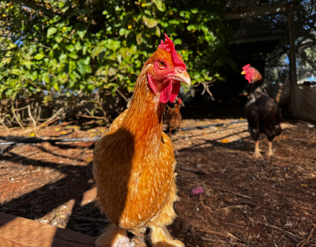 The Chickens