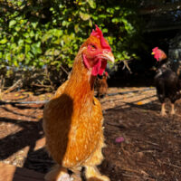 The Chickens