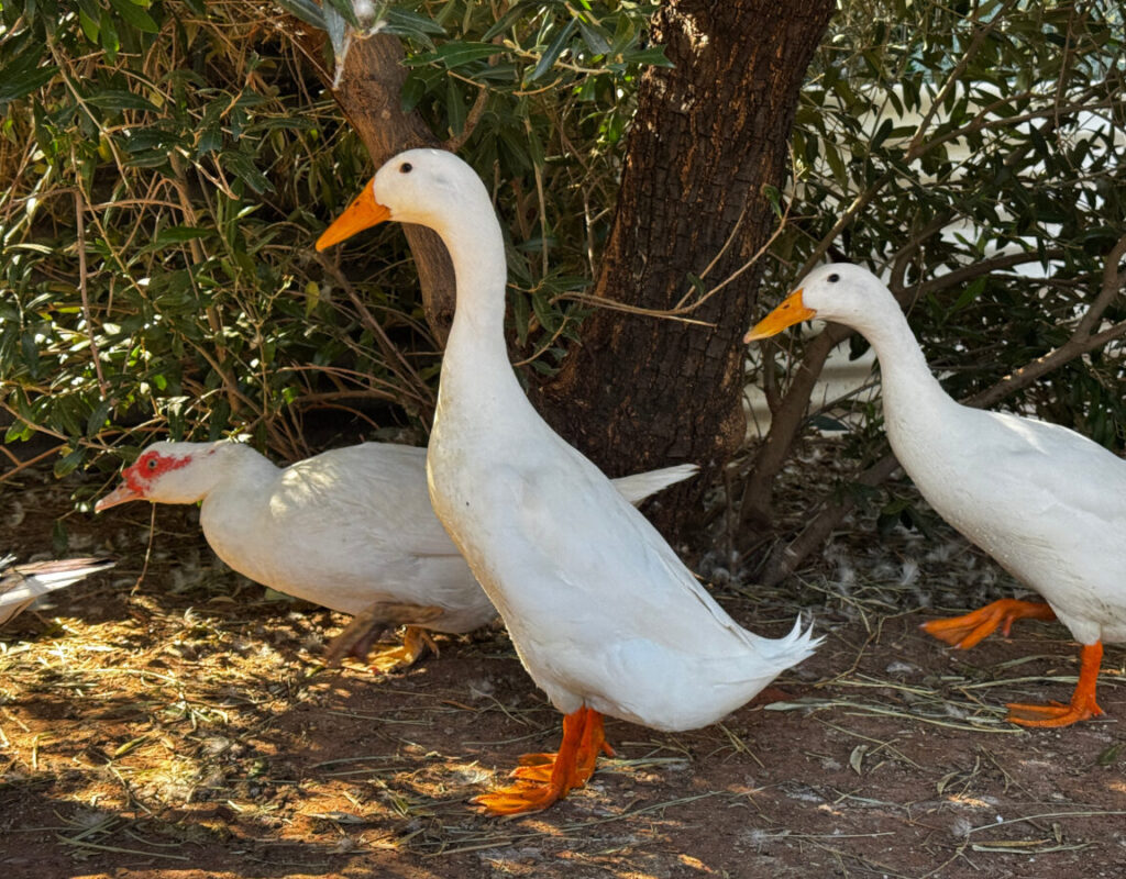 The Ducks