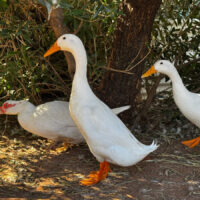 The Ducks