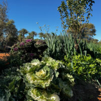 The Vegie Patch