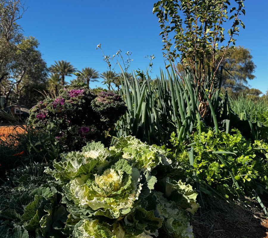 The Vegie Patch