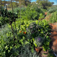 The Vegie Patch