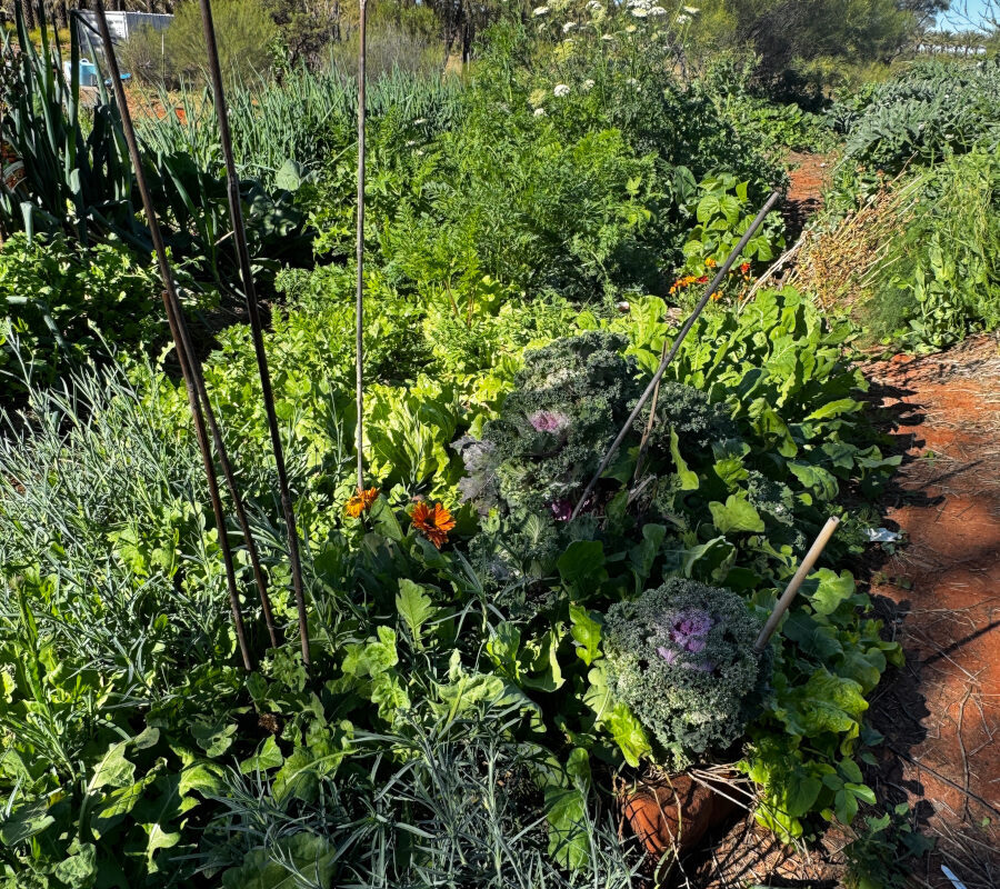 The Vegie Patch