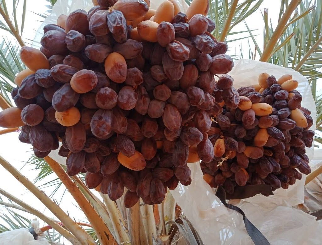 dates bunch