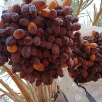 dates bunch 