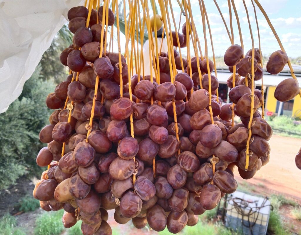 dates on tree