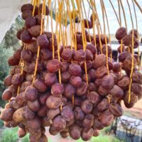 dates on tree 