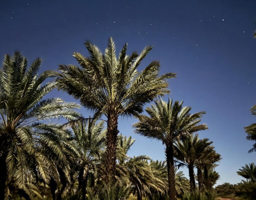 orchard at night
