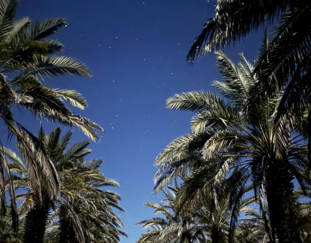orchard at night2