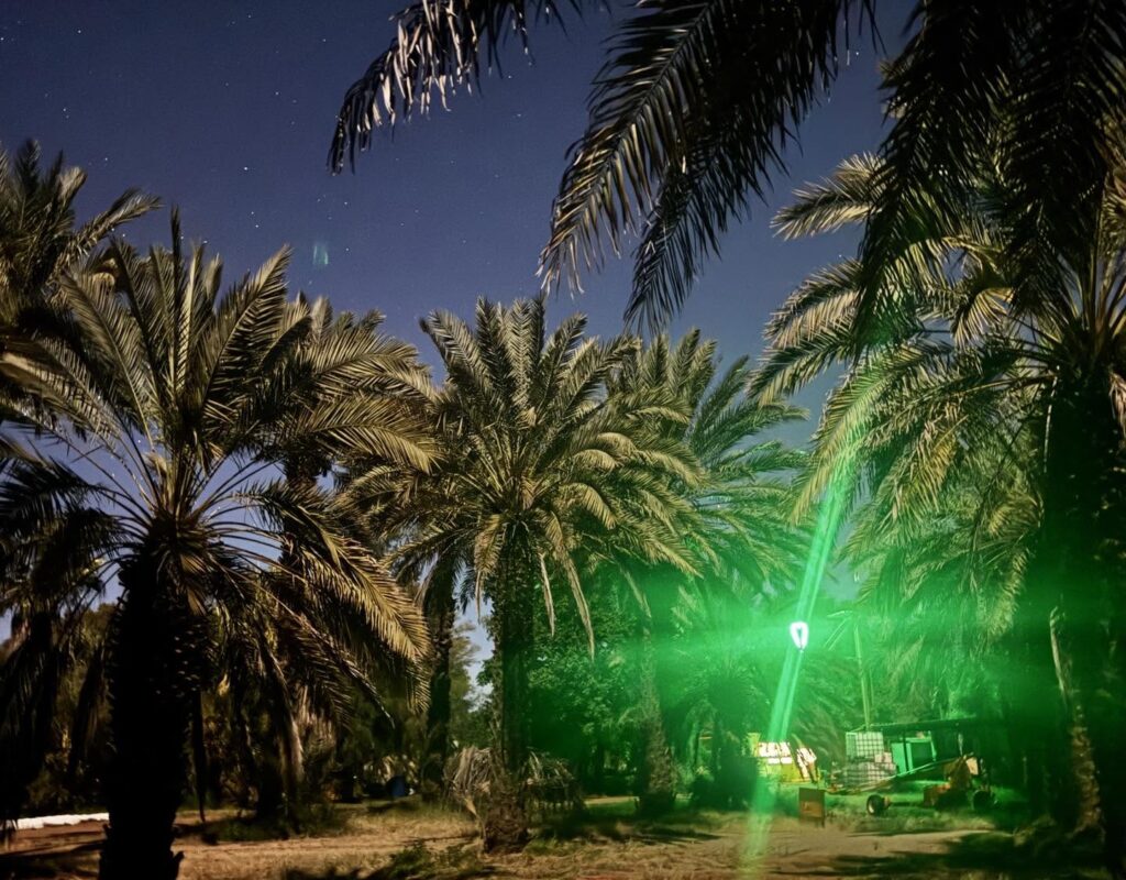 orchard by night green