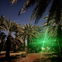 orchard by night green 
