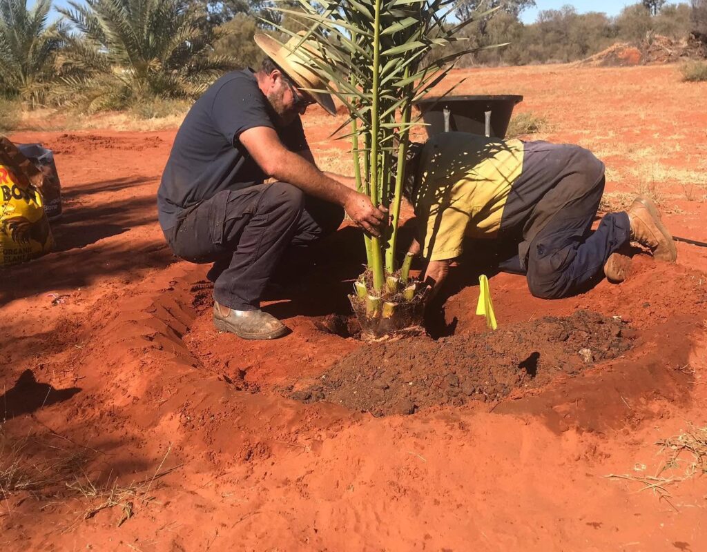 planting dates