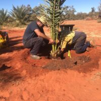 planting dates 