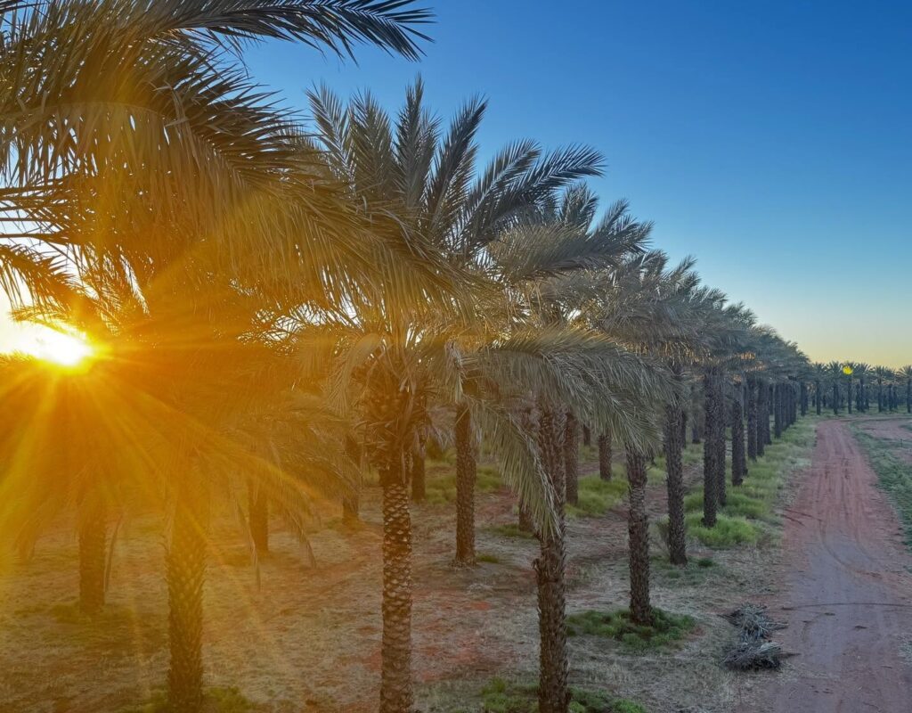sunrise on the orchard