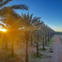 sunrise on the orchard 