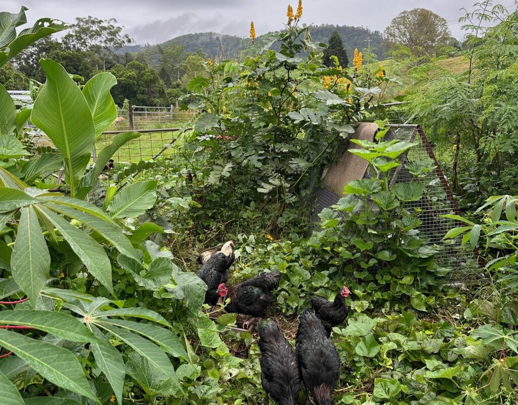chooks in the garden