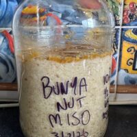finished bunya nut miso 