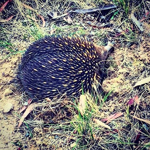 10850288_10152434145775544_4279329863906538547_n[1]