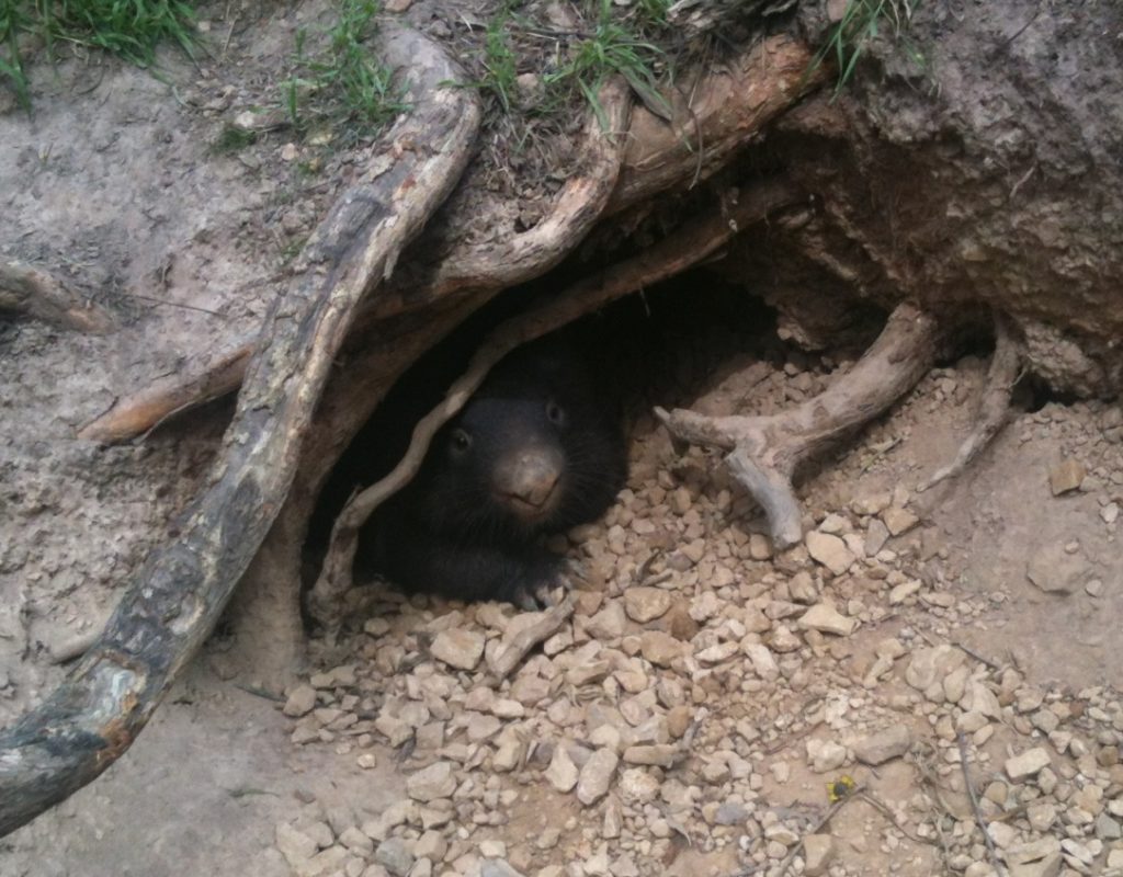 Adult wombat in burrow