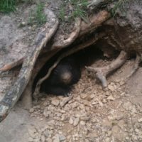 Adult wombat in burrow 