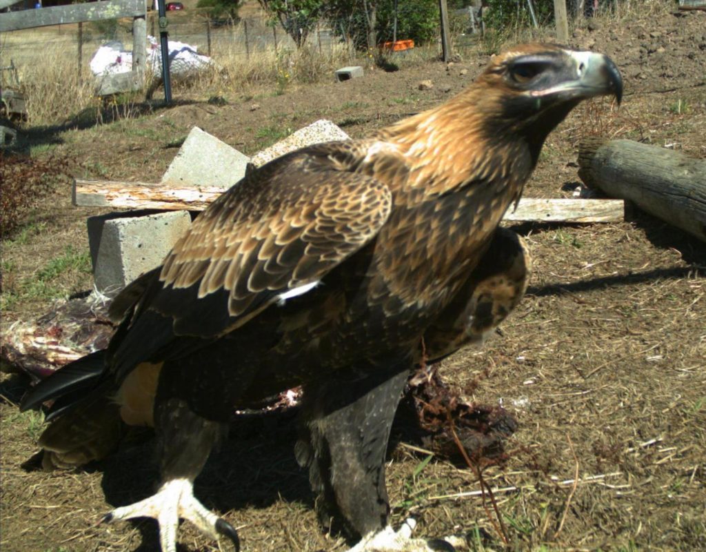 Eagle at neighbours farm