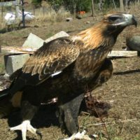 Eagle at neighbours farm 