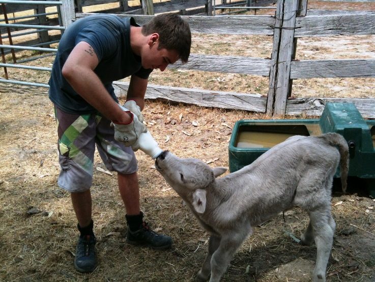 Pierre Luc feeding calf