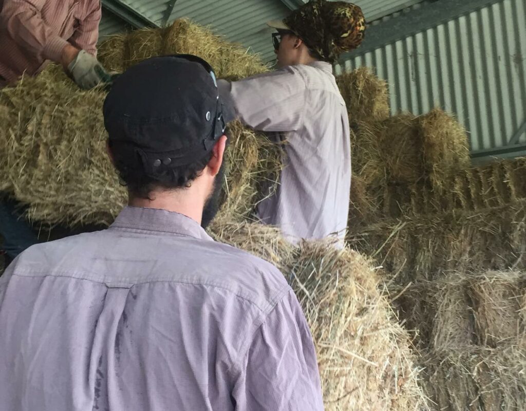 wwoofers stacking hay