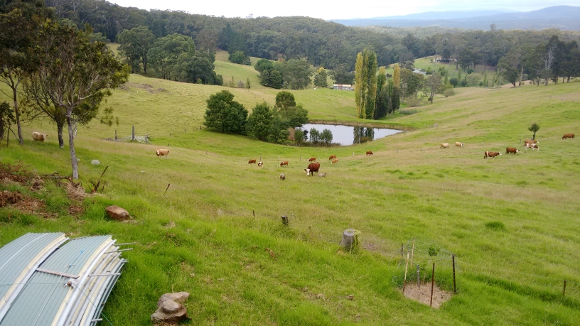 Farm & cows