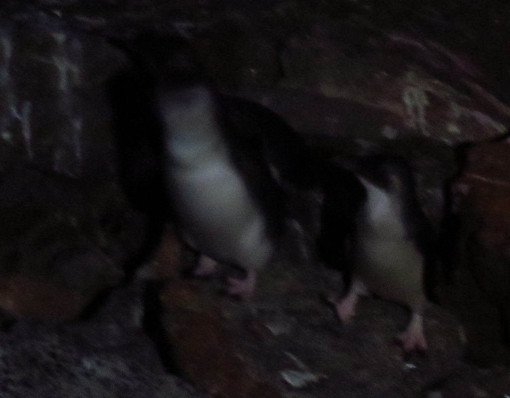 Penguins on Montague Island