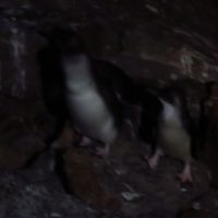Penguins on Montague Island 