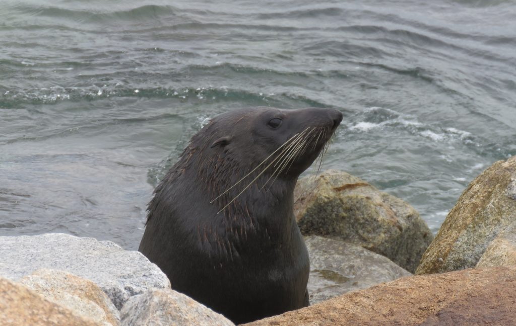 Seal at beach