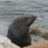 Seal at beach 