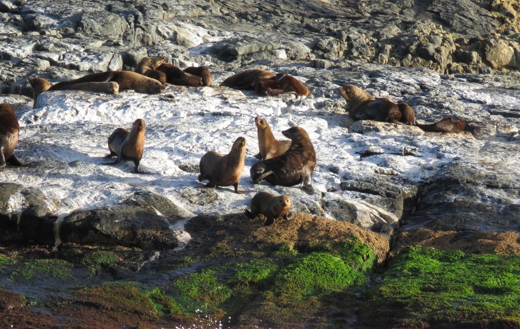 Seals on Montague Island
