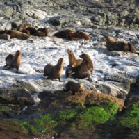 Seals on Montague Island 