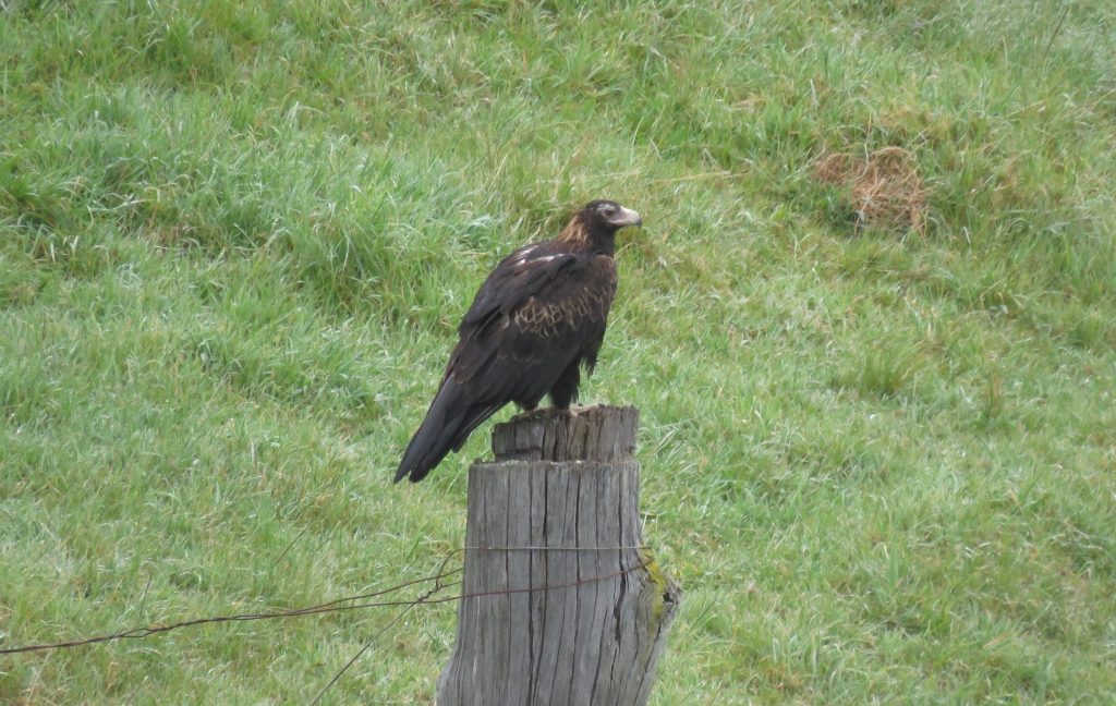Wedge tail eagle