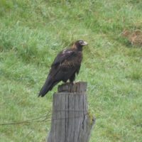Wedge tail eagle 