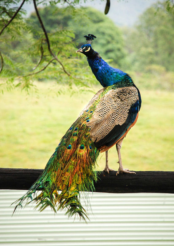 Langano farm- Geoff peacok
