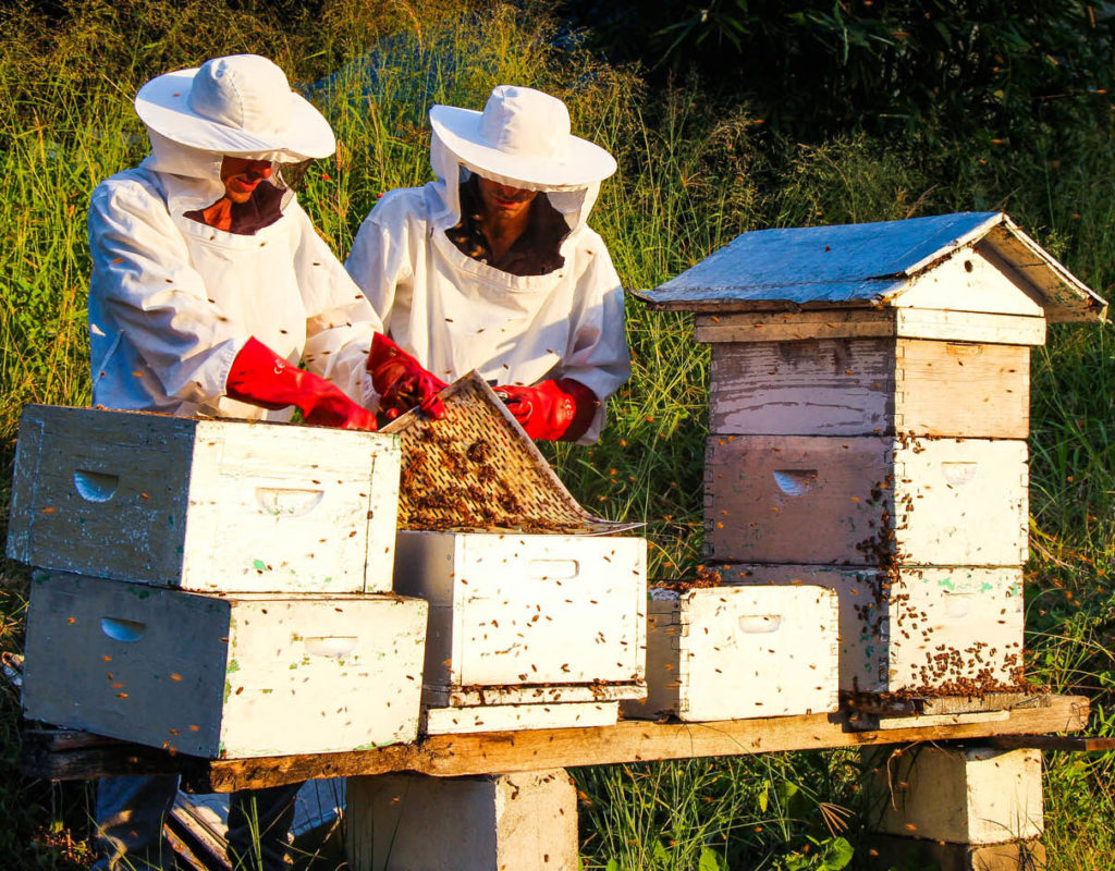 Langano farm-bees
