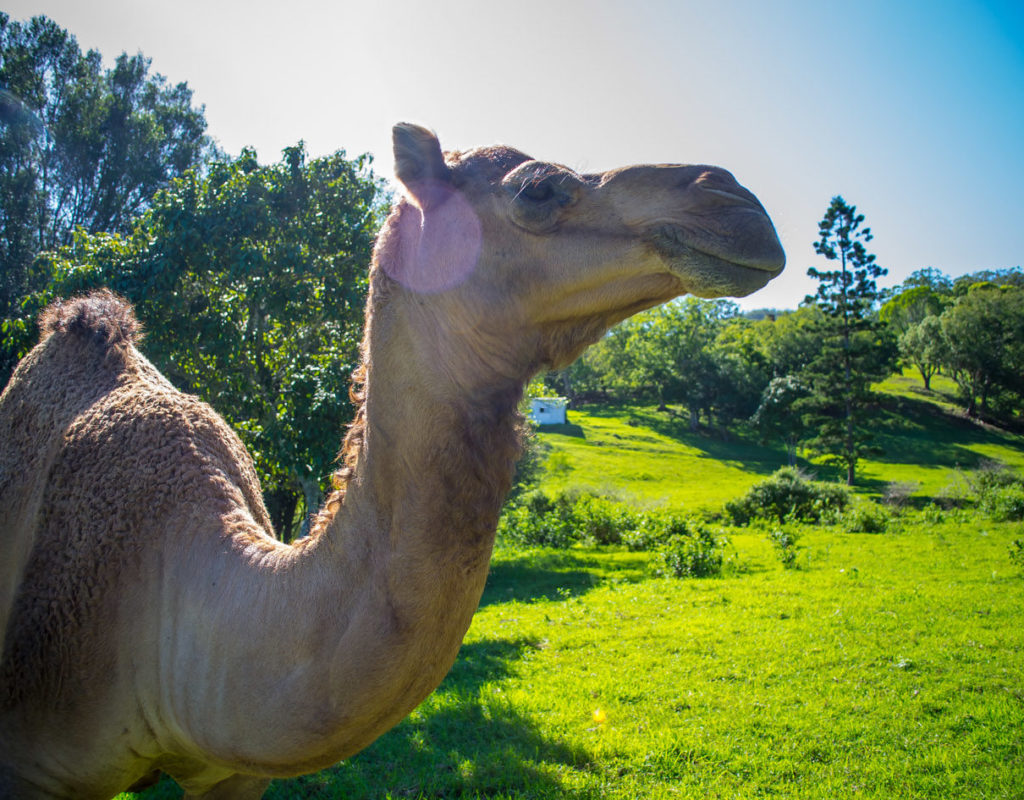 Langano farm – camel