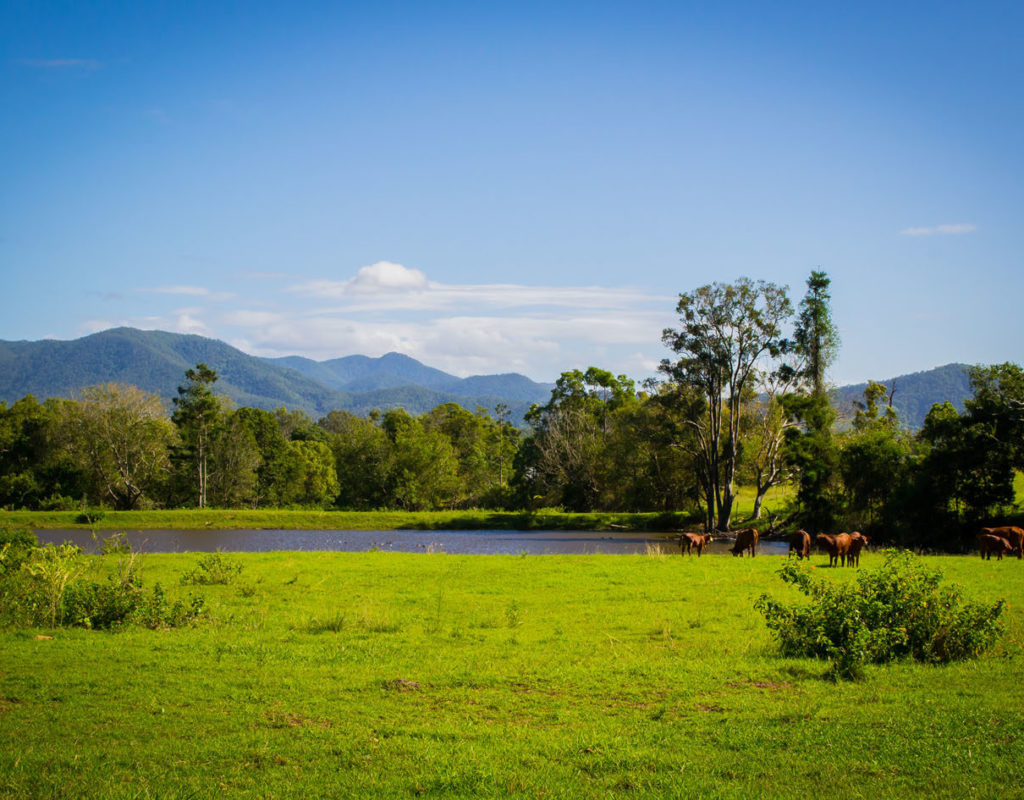 Langano farm – cows