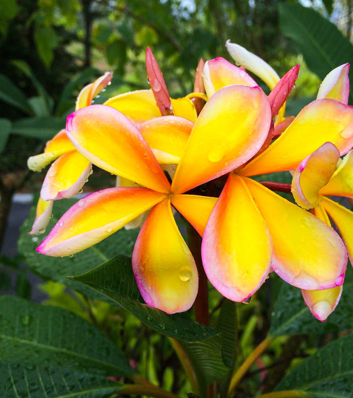 Langano farm – frangipani