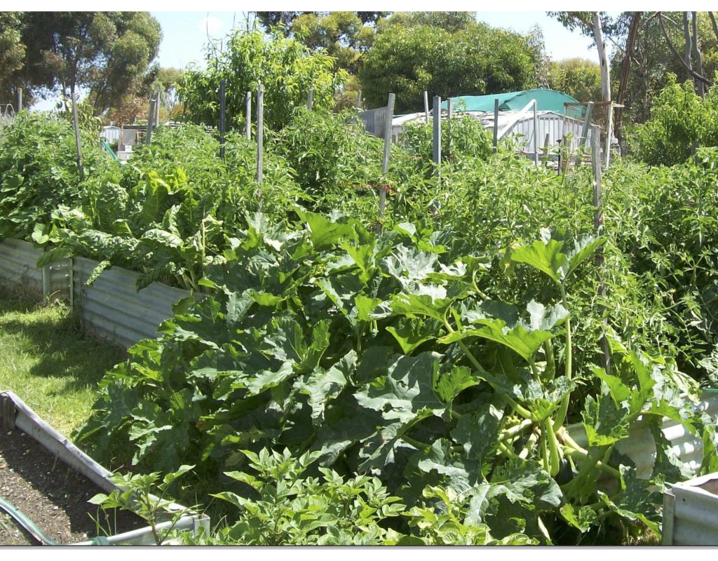Veg garden.