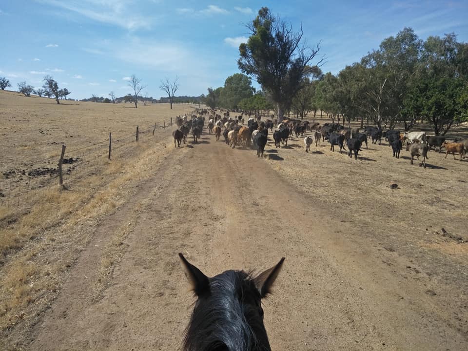 Mustering on horse back