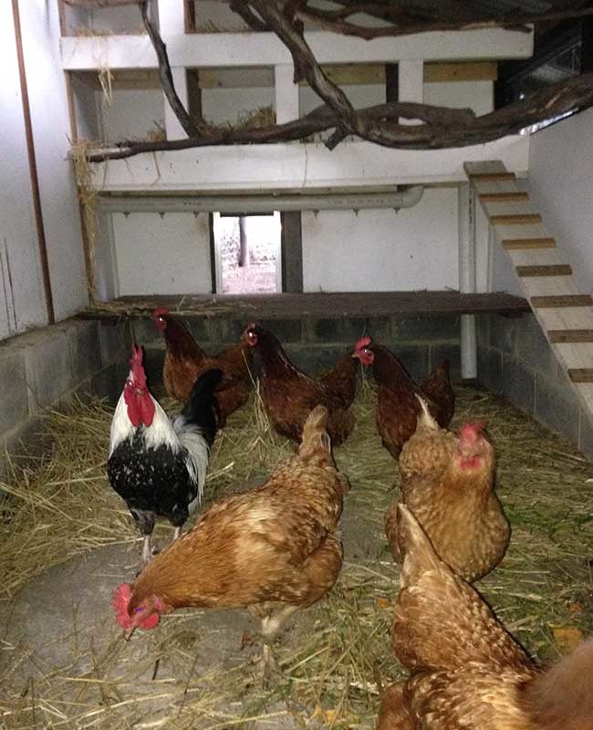 Chickenhouse-Sept2015