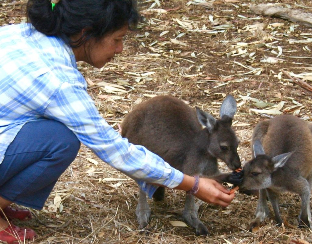 Carers for Orphaned & Injured Wildlife