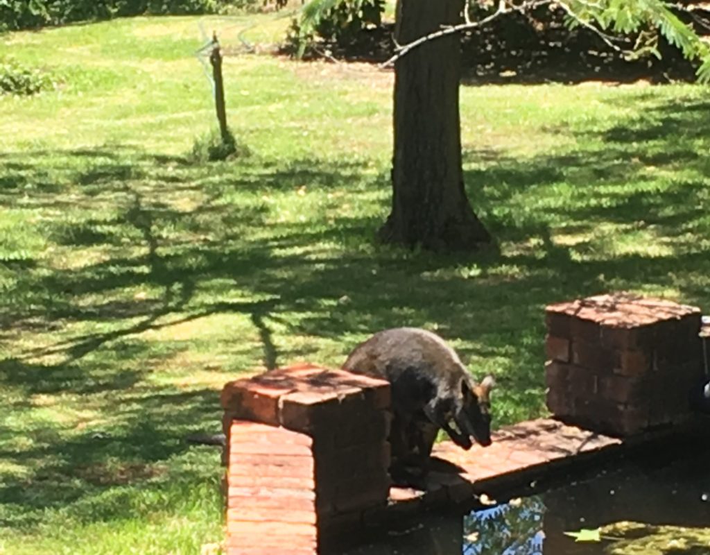 19-01-11 Roo at garden pond