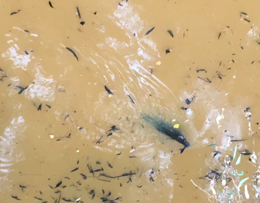 Platypus at ‘The Weir’ below spillway